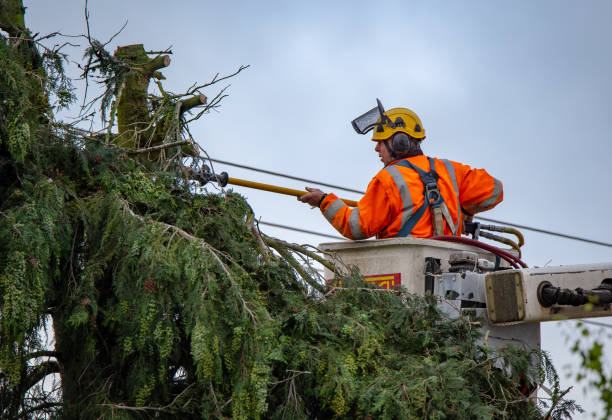 How Our Tree Care Process Works  in  Wood River, IL