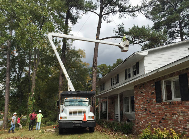 Best Tree Maintenance Programs  in Wood River, IL